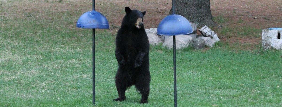 Bear in Lanark County